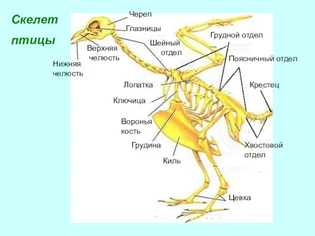 Скелет птицы Череп Глазницы Верхняя челюсть Нижняя челюсть Грудной отдел