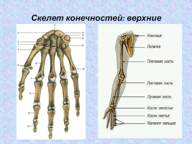 Скелет конечностей: верхние