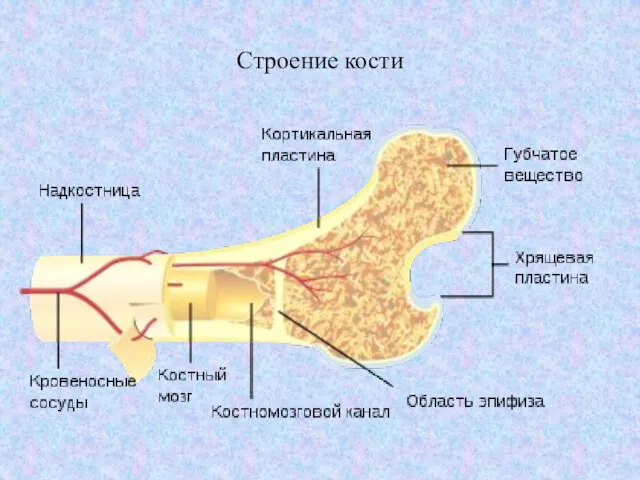 Строение кости