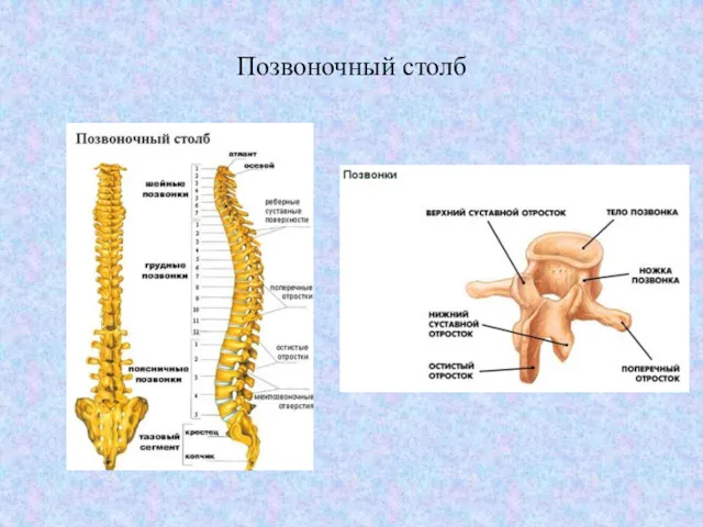 Позвоночный столб