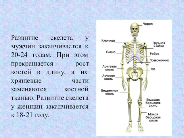 Развитие скелета у мужчин заканчивается к 20-24 годам. При этом