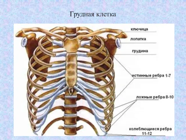 Грудная клетка