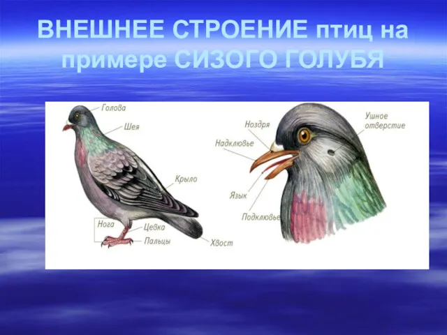 ВНЕШНЕЕ СТРОЕНИЕ птиц на примере СИЗОГО ГОЛУБЯ