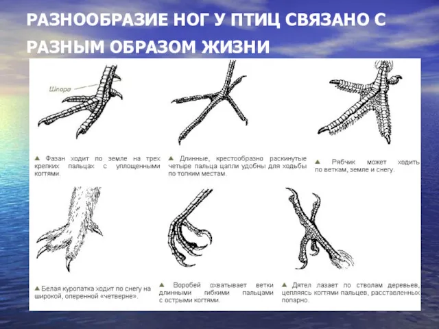 РАЗНООБРАЗИЕ НОГ У ПТИЦ СВЯЗАНО С РАЗНЫМ ОБРАЗОМ ЖИЗНИ