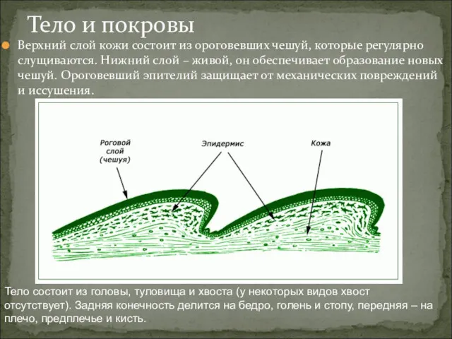 Верхний слой кожи состоит из ороговевших чешуй, которые регулярно слущиваются.