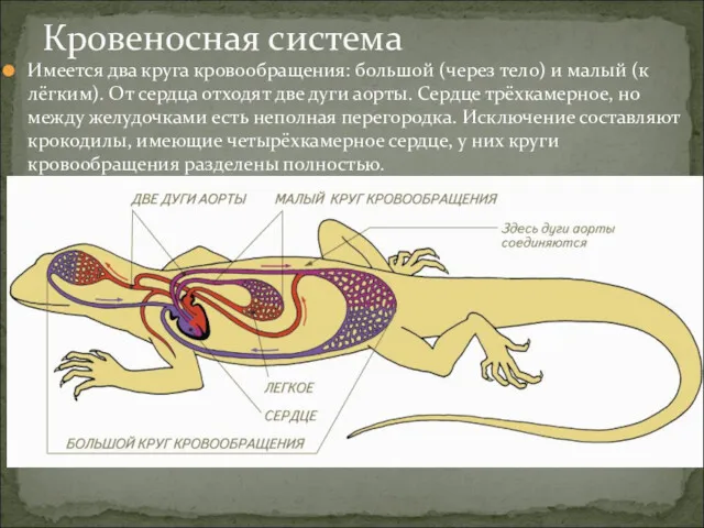 Имеется два круга кровообращения: большой (через тело) и малый (к