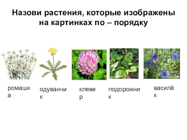 Назови растения, которые изображены на картинках по – порядку ромашка одуванчик клевер подорожник василёк