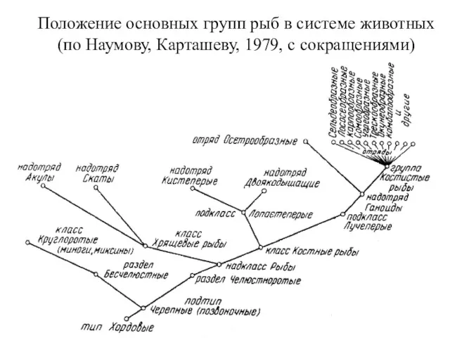 Положение основных групп рыб в системе животных (по Наумову, Карташеву, 1979, с сокращениями)