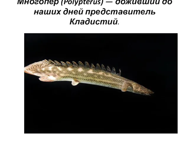 Многопер (Polypterus) — доживший до наших дней представитель Кладистий.