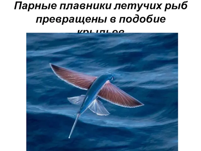 Парные плавники летучих рыб превращены в подобие крыльев