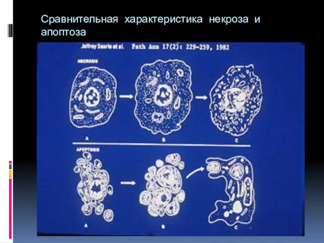 Сравнительная характеристика некроза и апоптоза