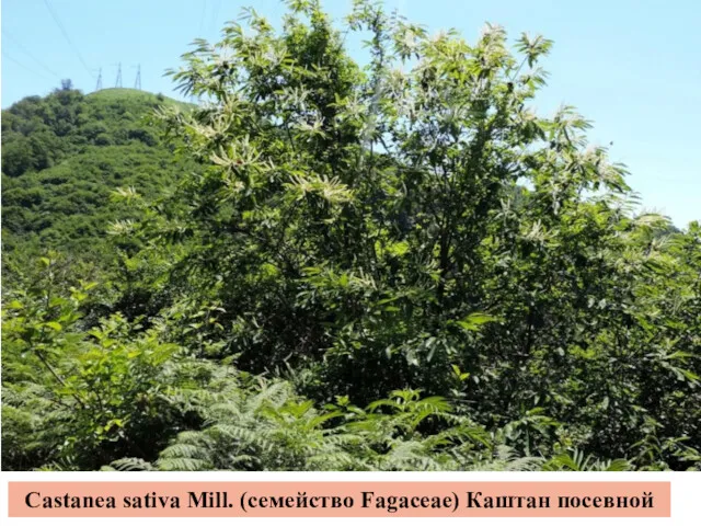Castanea sativa Mill. (семейство Fagaceae) Каштан посевной