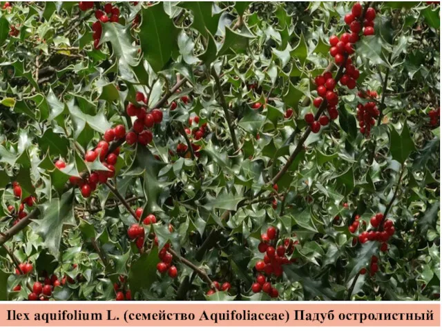 Ilex aquifolium L. (семейство Aquifoliaceae) Падуб остролистный