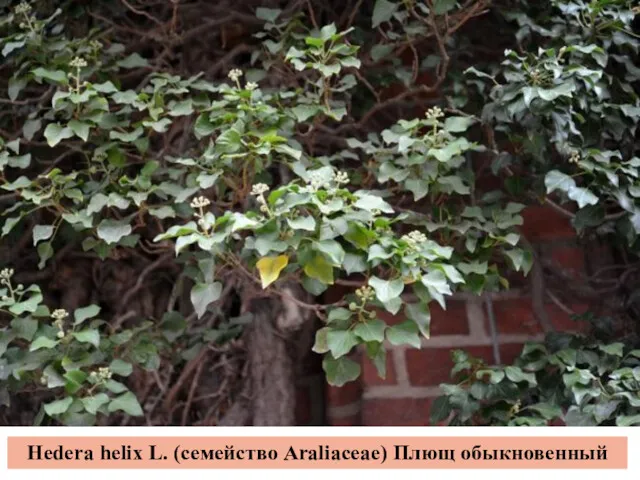 Hedera helix L. (семейство Araliaceae) Плющ обыкновенный