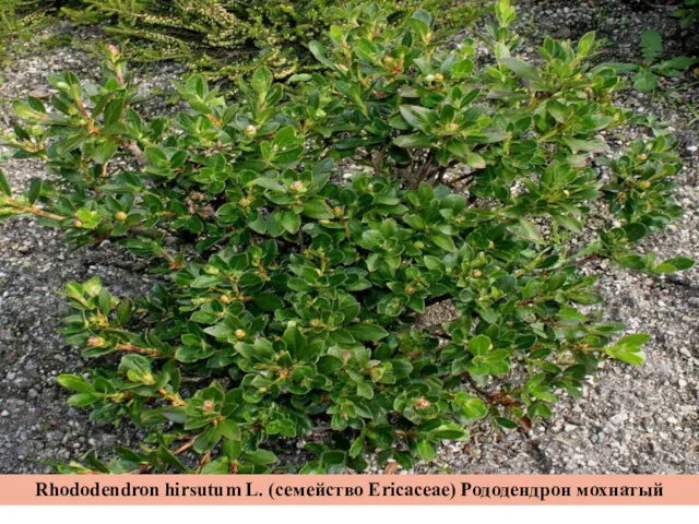 Rhododendron hirsutum L. (семейство Ericaceae) Рододендрон мохнатый