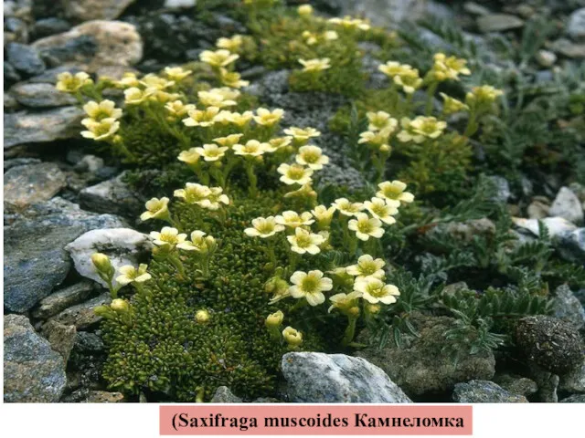 (Saxifraga muscoides Камнеломка