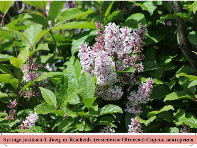 Syringa josikaea J. Jacq. ex Reichenb. (семейство Oleaceae) Сирень венгерская