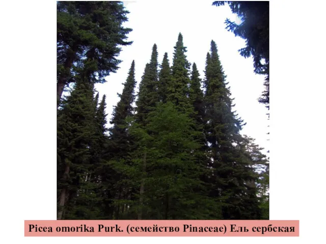 Picea omorika Purk. (семейство Pinaceae) Ель сербская