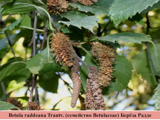 Betula raddeana Trautv. (семейство Betulaceae) Берёза Радде