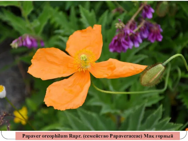Papaver oreophilum Rupr. (семейство Papaveraceae) Мак горный