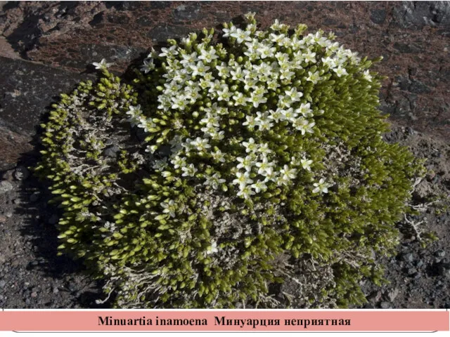 Minuartia inamoena Минуарция неприятная