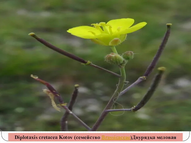 Diplotaxis cretacea Kotov (семейство Brassicaceae)Двурядка меловая