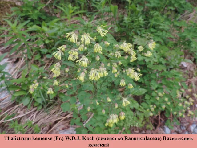 Thalictrum kemense (Fr.) W.D.J. Koch (семейство Ranunculaceae) Василисник кемский
