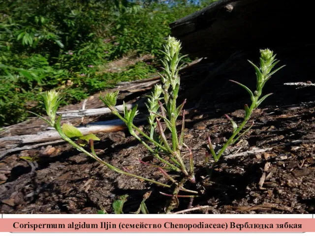 Corispermum algidum Iljin (семейство Chenopodiaceae) Верблюдка зябкая