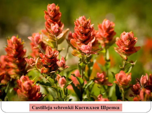 Castilleja schrenkii Кастиллея Шренка