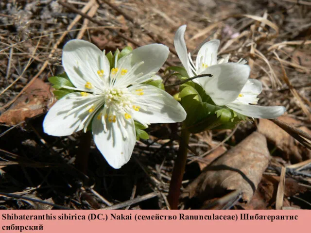 Shibateranthis sibirica (DC.) Nakai (семейство Ranunculaceae) Шибатерантис сибирский