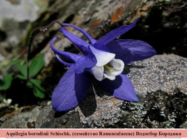 Aquilegia borodinii Schischk. (семейство Ranunculaceae) Водосбор Бородина