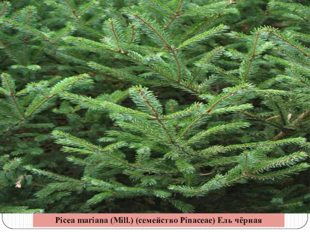 Picea mariana (Mill.) (семейство Pinaceae) Ель чёрная