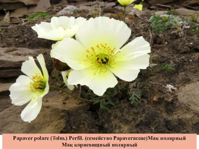 Papaver polare (Tolm.) Perfil. (семейство Papaveraceae)Мак полярный Мак корневищный полярный