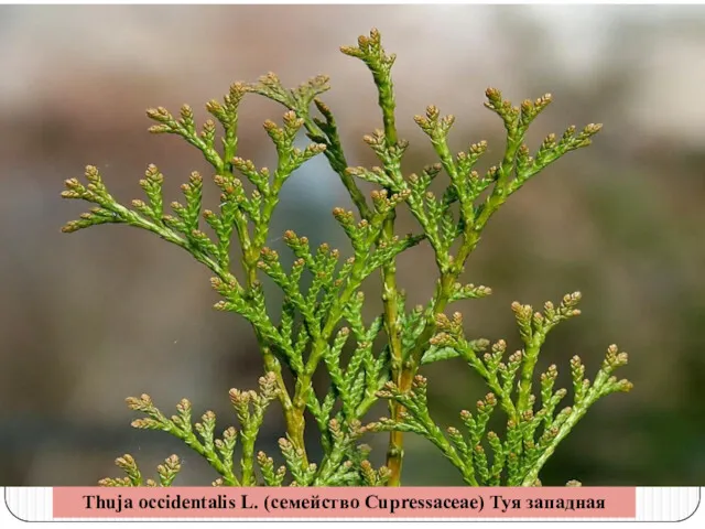 Thuja occidentalis L. (семейство Cupressaceae) Туя западная