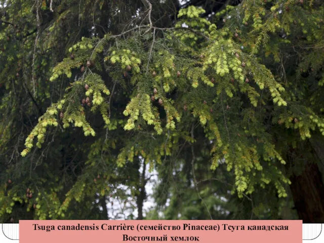 Tsuga canadensis Carrière (семейство Pinaceae) Тсуга канадская Восточный хемлок