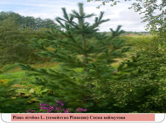 Pinus strobus L. (семейство Pinaceae) Сосна веймутова