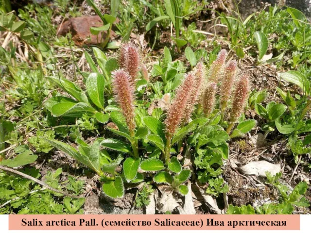 Salix arctica Pall. (семейство Salicaceae) Ива арктическая