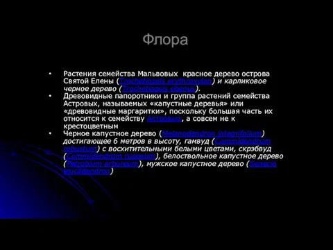 Флора Растения семейства Мальвовых красное дерево острова Святой Елены (Trochetiopsis