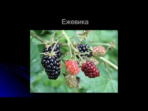 Ежевика