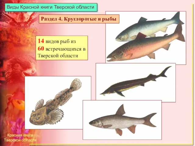 Виды Красной книги Тверской области 14 видов рыб из 60