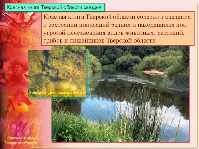 Красная книга Тверской области содержит сведения о состоянии популяций редких