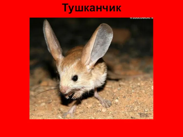 Тушканчик