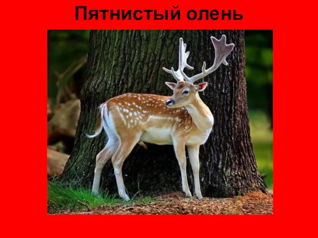 Пятнистый олень