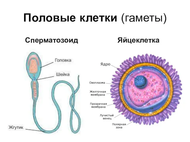 Половые клетки (гаметы) Сперматозоид Яйцеклетка