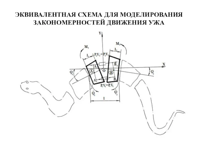 ЭКВИВАЛЕНТНАЯ СХЕМА ДЛЯ МОДЕЛИРОВАНИЯ ЗАКОНОМЕРНОСТЕЙ ДВИЖЕНИЯ УЖА