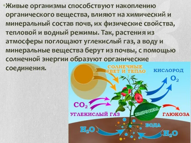 Живые организмы способствуют накоплению органического вещества, влияют на химический и