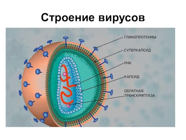 Строение вирусов