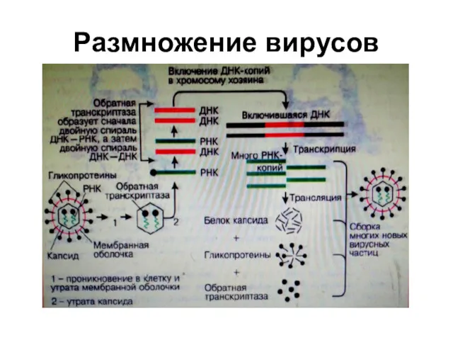 Размножение вирусов