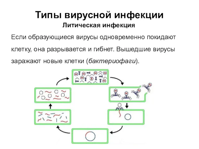 Типы вирусной инфекции Литическая инфекция Если образующиеся вирусы одновременно покидают