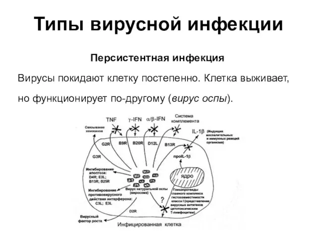 Типы вирусной инфекции Персистентная инфекция Вирусы покидают клетку постепенно. Клетка выживает, но функционирует по-другому (вирус оспы).